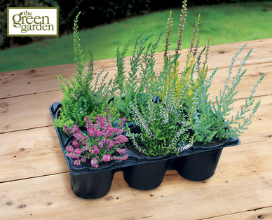 Autumn Heather