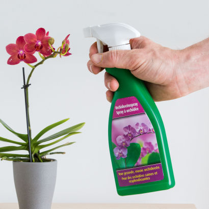Orchideenspray