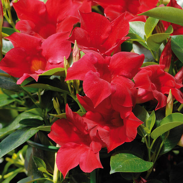 Dipladenia
