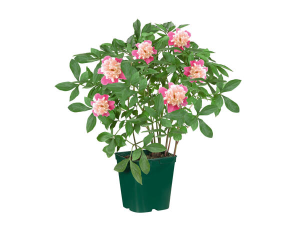 Pivoines