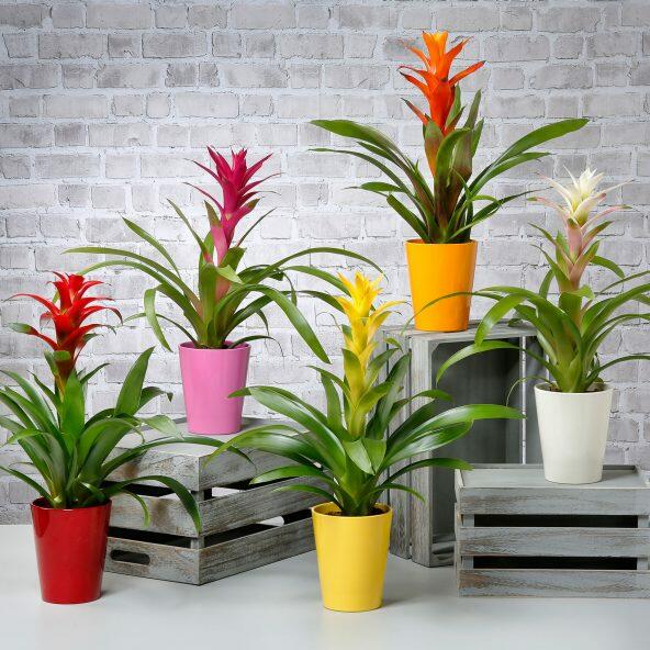Guzmania