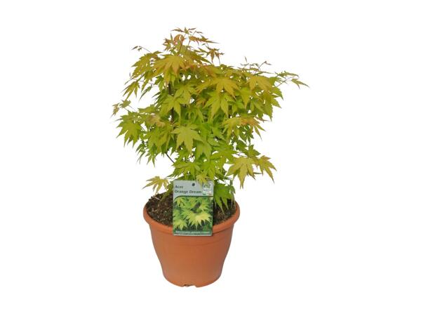 Extra Large Japanese Maple