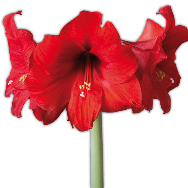 Amaryllis