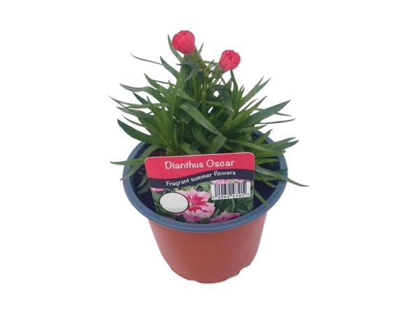 Dianthus Oscar