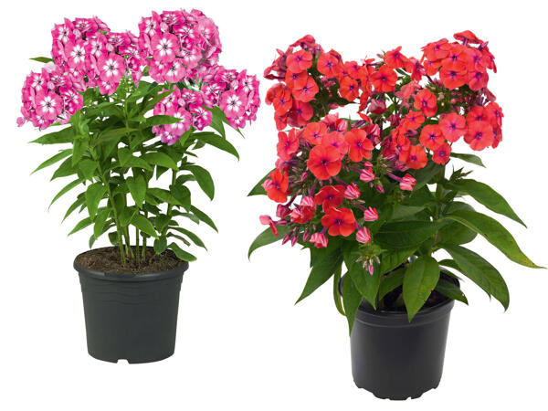 Phlox