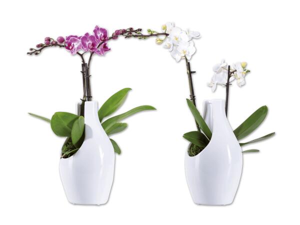 Orchidee in Designkeramik