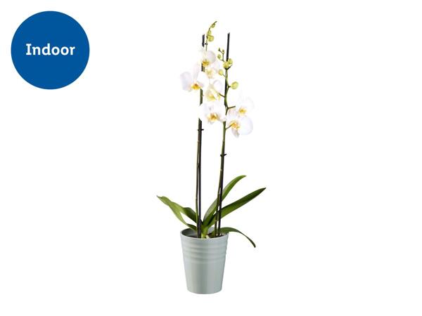 Orchid In Ceramic