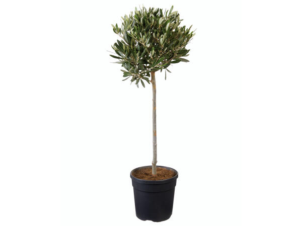 Olivenbaum auf Stamm
