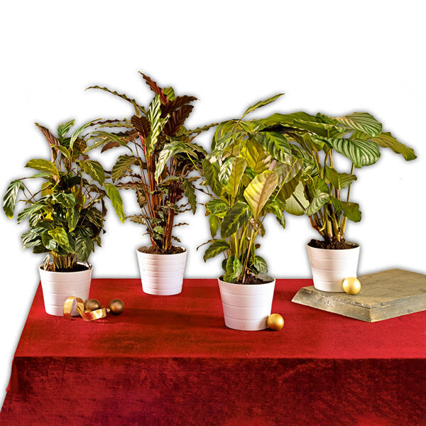 Calathea Sortiment XL