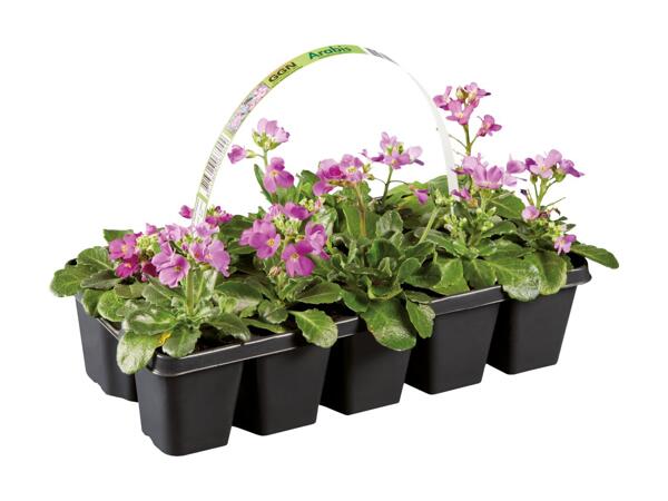 Forårsblomster