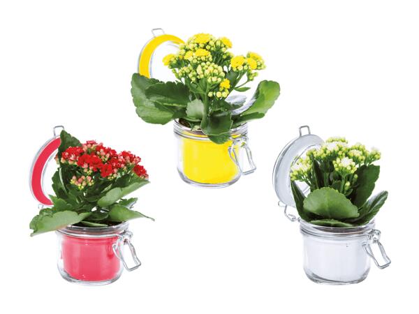 Kalanchoe im Glas