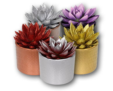 Succulente teintée spécial Nouvel An