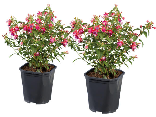Fuchsien