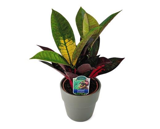5" Foliage Assorted Varieties