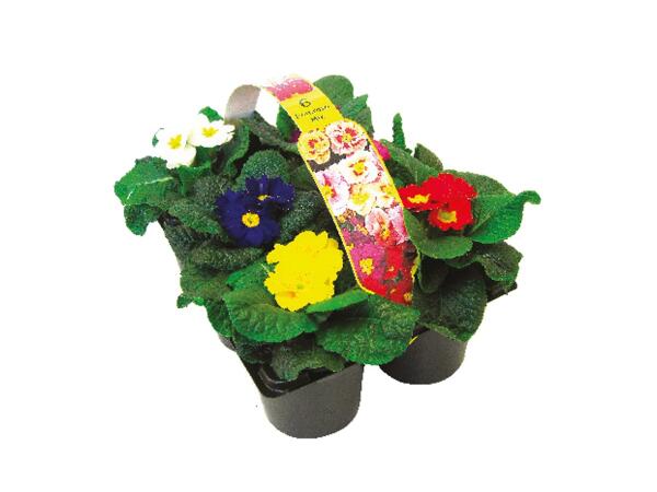 6 Pack Primroses
