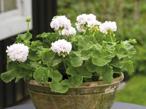 Pelargonie i 6‘er bakke