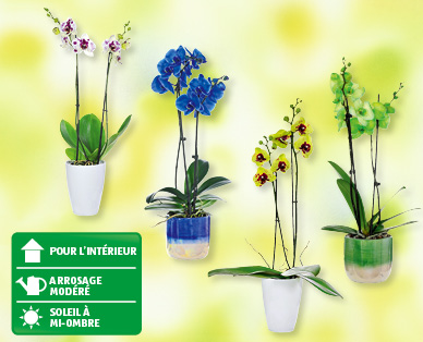 Phalaenopsis rares