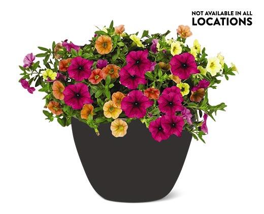 Summer Premium Patio Planter