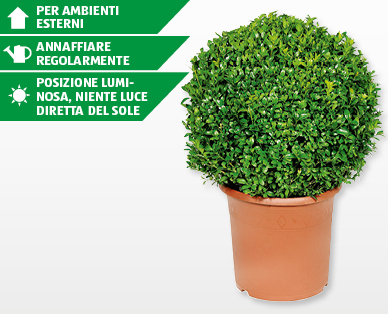 Bosso a forma sferica