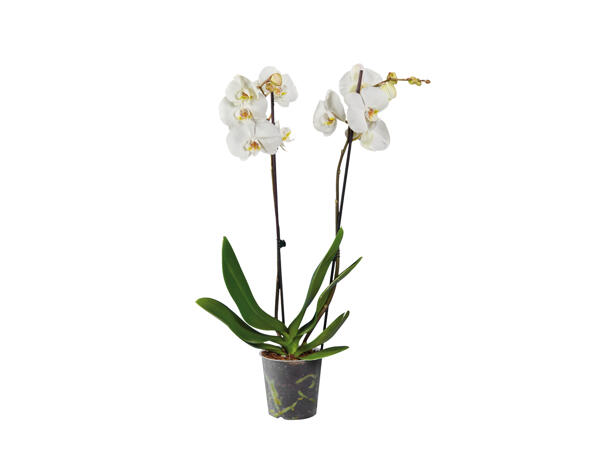 Twin Stem Orchid