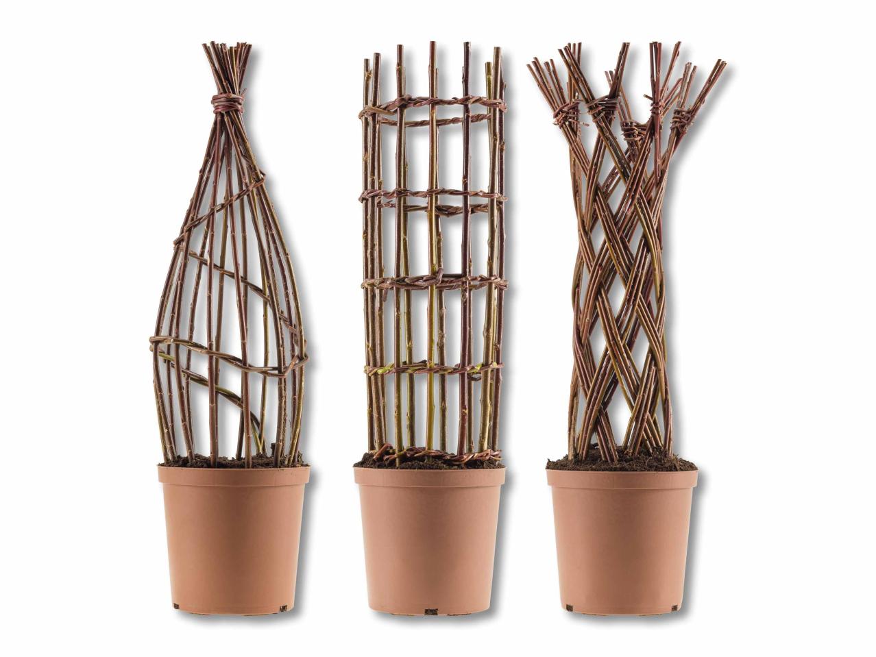 Saule (salix) tressé