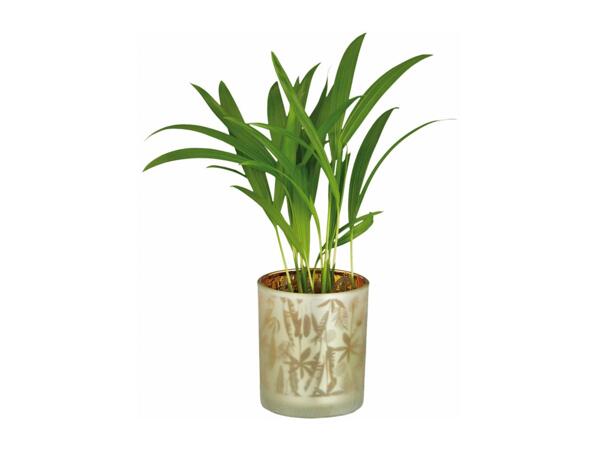 Green Plants in Glass Pot