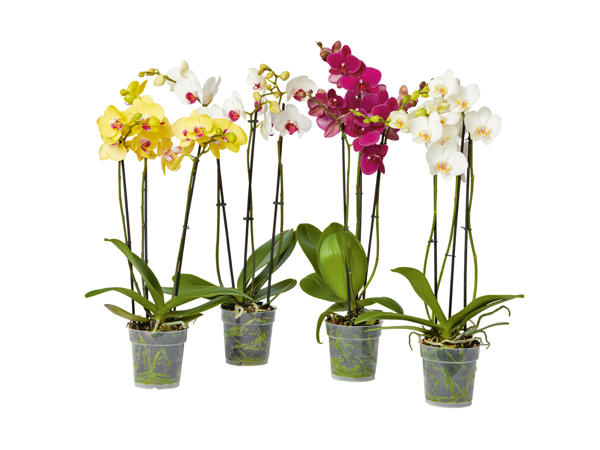 Phalaenopsis 3 tiges