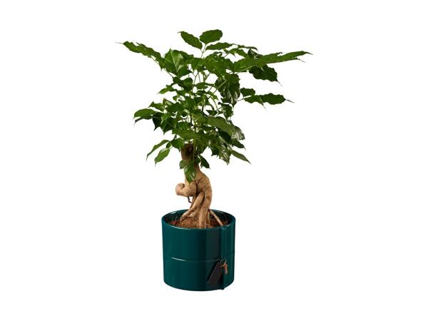Houseplant in Ceramic Pot