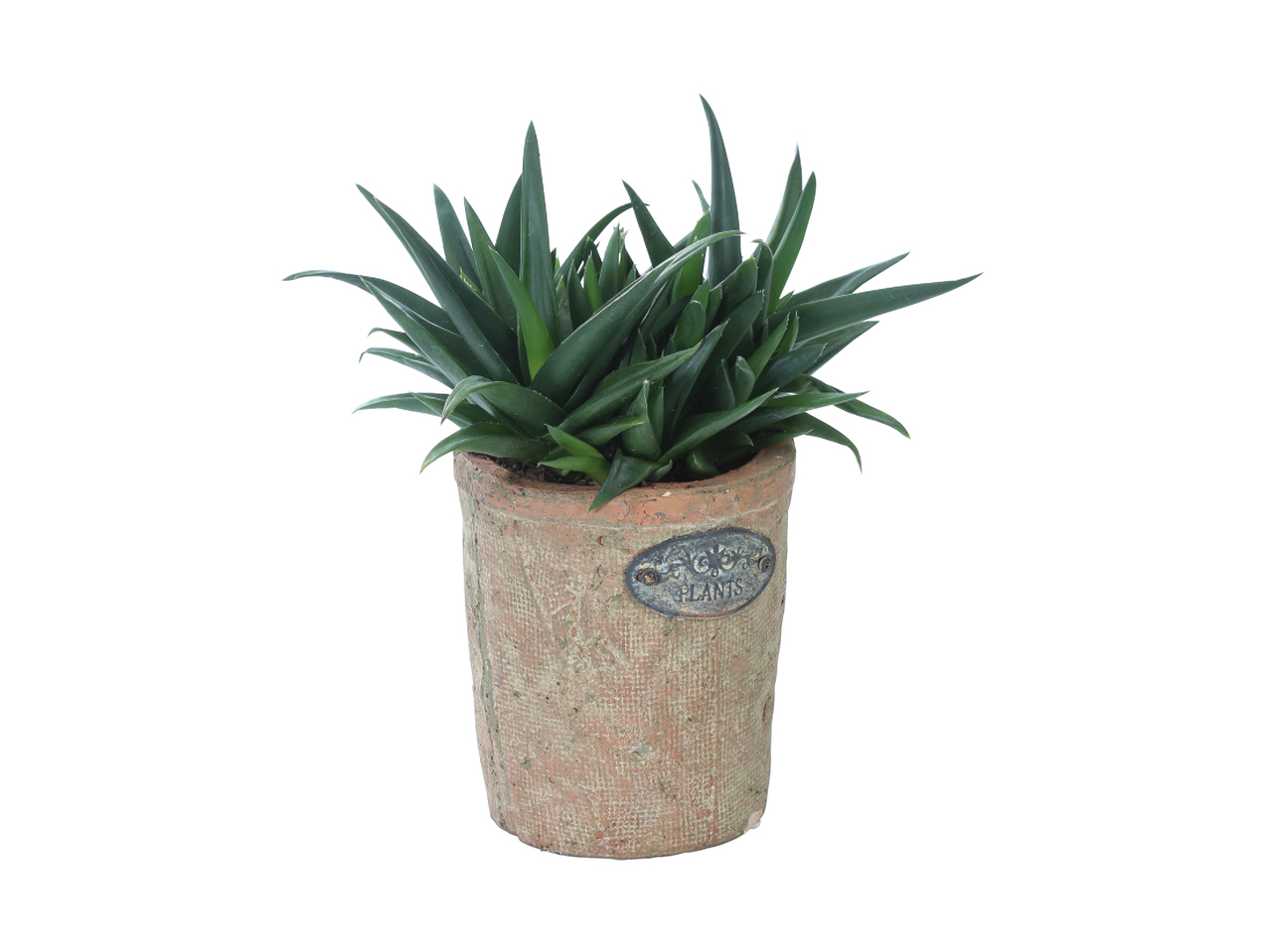 Succulents in Terracotta1