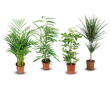 Plante verte