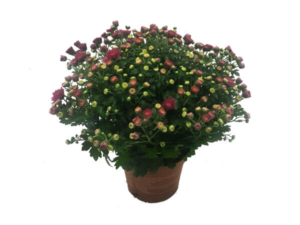 Chrysanthemum