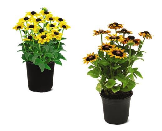 Spring Perennial Assorted Varieties
