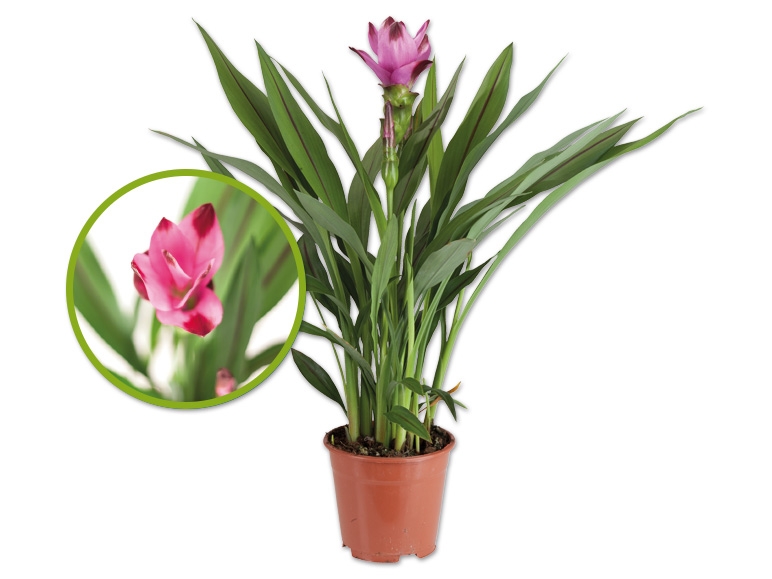 Curcuma (Safranwurz)