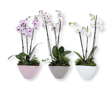 Composizione con Phalaenopsis