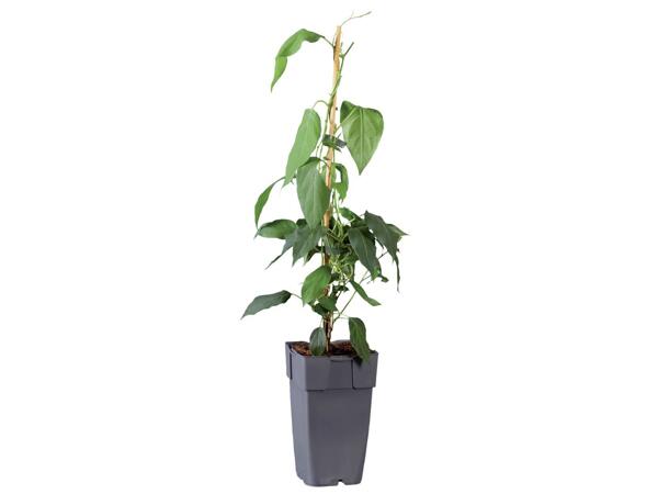 Kiwi plants