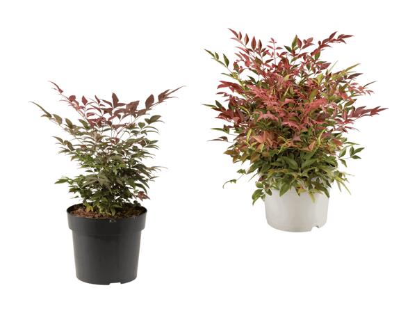 Bambou sacré Nandina