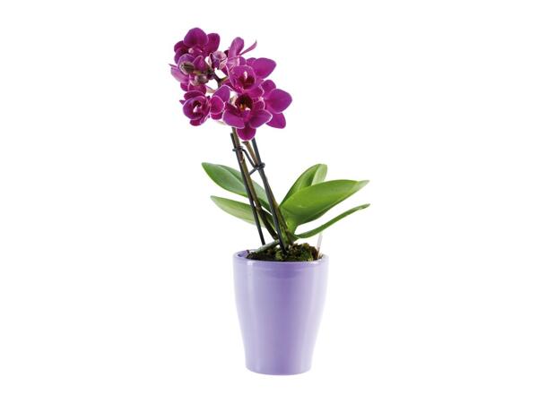 Mini Orchid in Ceramic