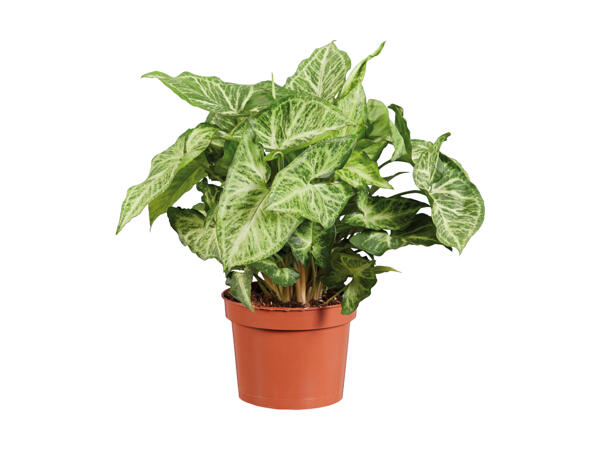 Grøn plante