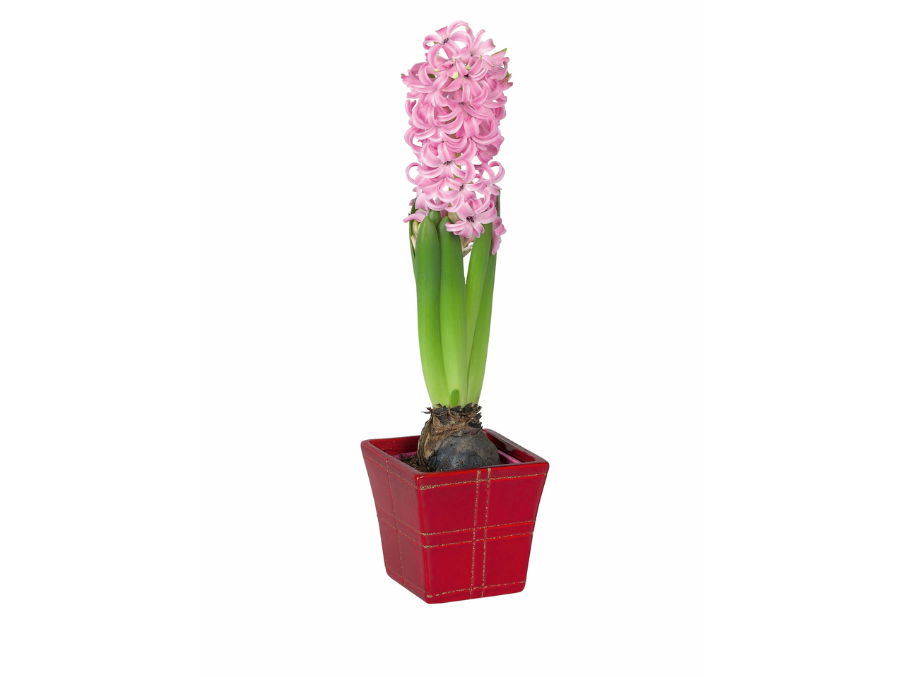 Hyacinth in vierkanten keramieken pot