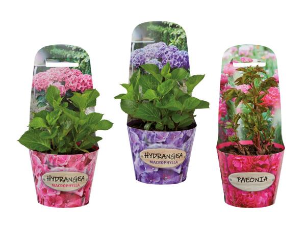Mélange d'hortensias et de pivoines