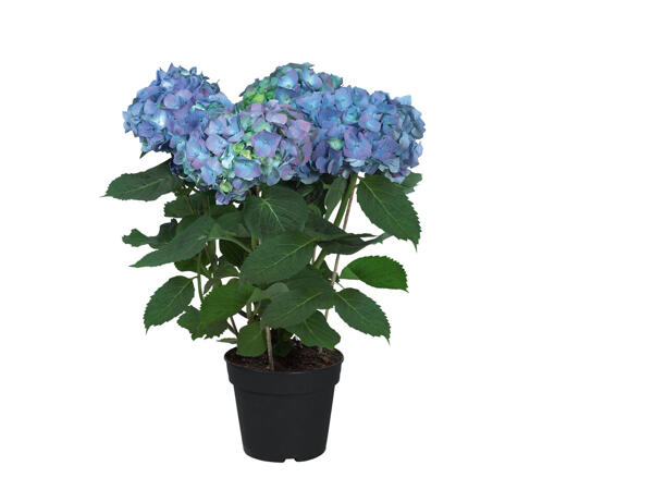 Hortensia