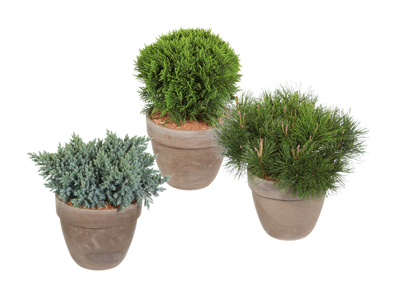 Conifère dans un pot en terre cuite