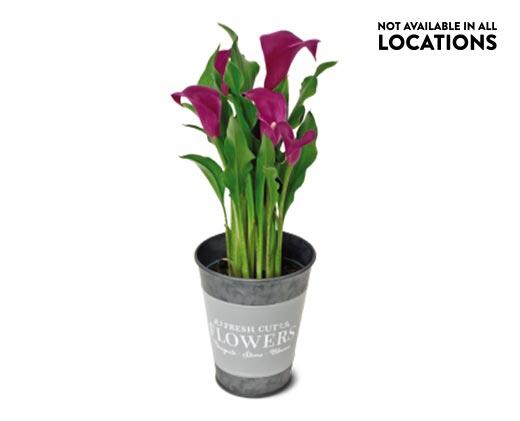 Calla Lily in Can Assorted Colors