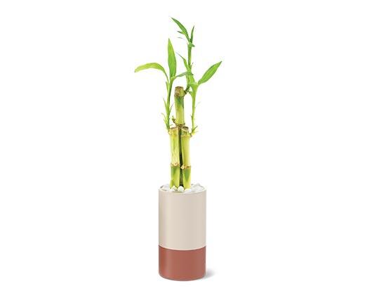 2.5" Lucky Bamboo