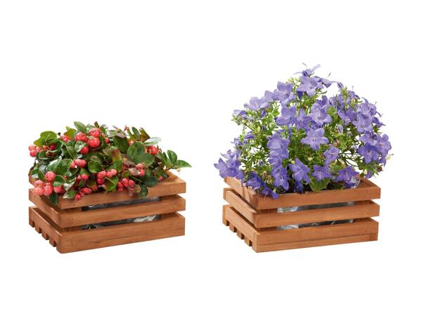 Wooden Planter Assortment
