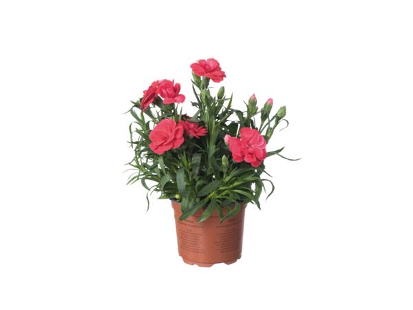Carnations