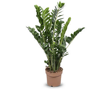 Zamioculcas