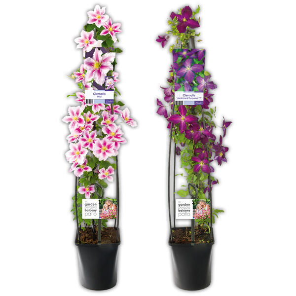 Blühende Clematis Säule XXL