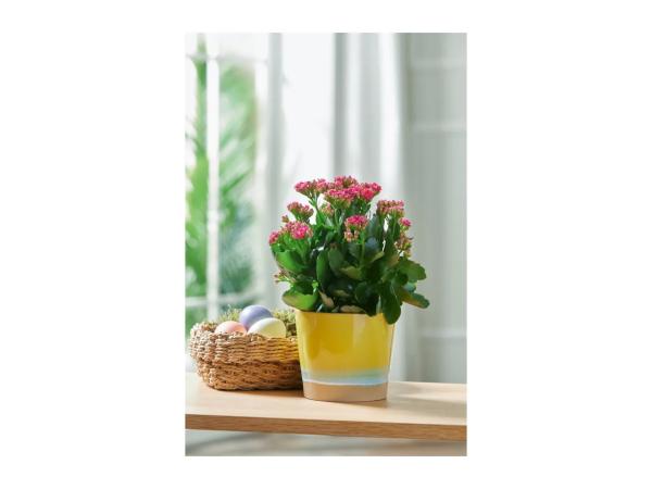 Livarno Home Plant Pot - Yellow