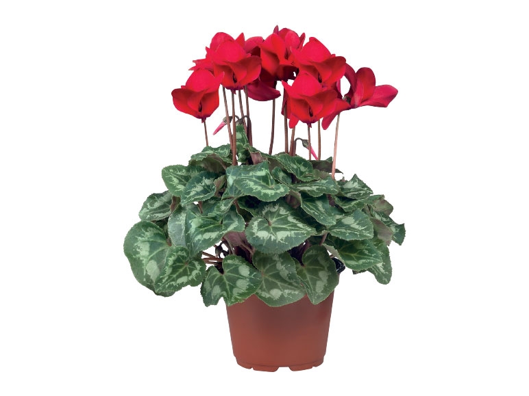 British Cyclamen
